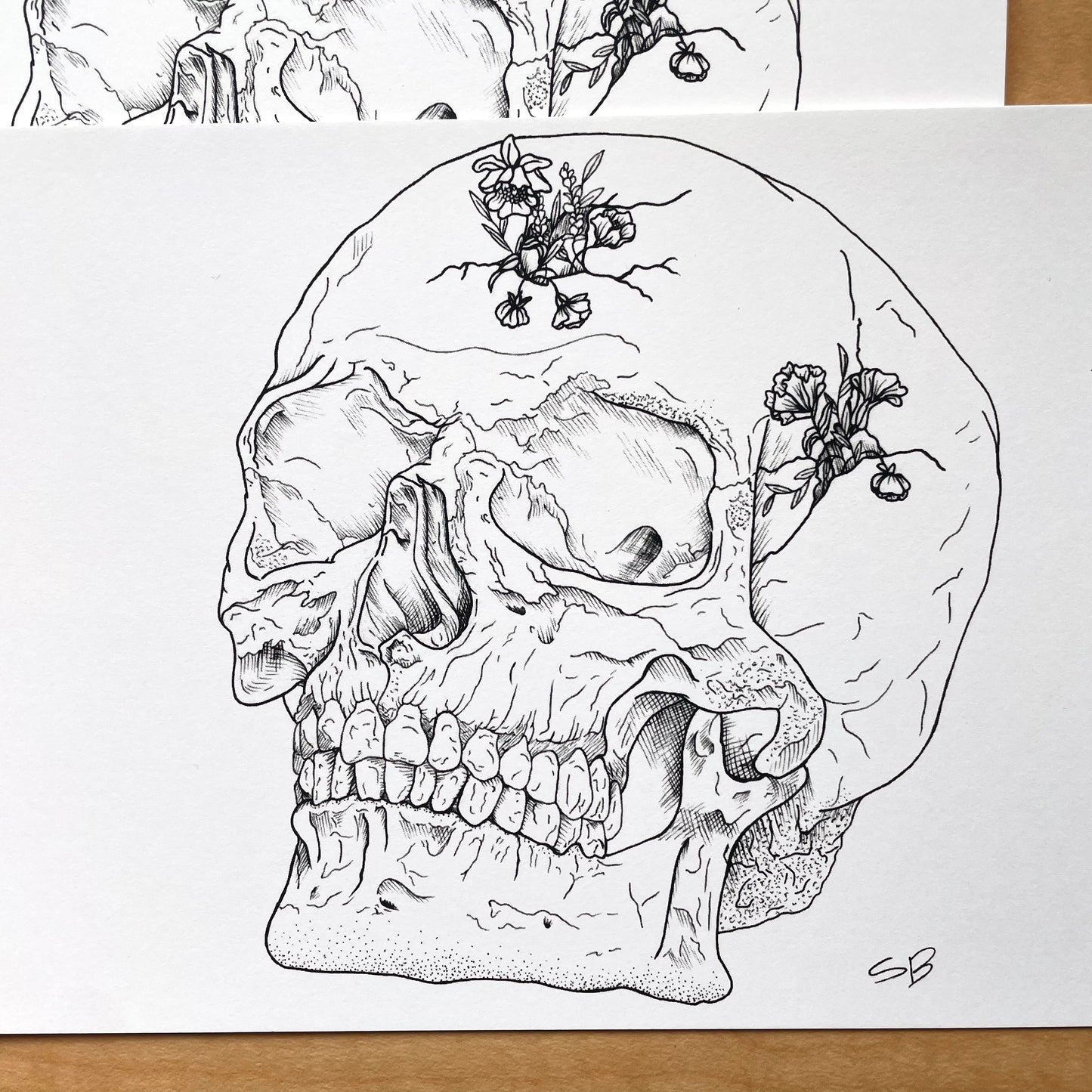 Close up photo of a print of an ink drawing of a skull with cracks in it and flowers growing out of it.